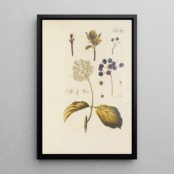 Illustration of wild trees, perennial plants, and shrubs Pl117 - Carl Christoph Oelhafen von Schöllenbach — framed artwork on a wall