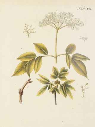 Carl Christoph Oelhafen von Schllenbach - Abbildung der wilden Bume Stauden und Buschgewchse Pl118.webp