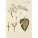 Illustration of wild trees, perennial plants, and shrubs Pl125 - Carl Christoph Oelhafen von Schöllenbach — artwork view