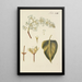 Illustration of wild trees, perennial plants, and shrubs Pl125 - Carl Christoph Oelhafen von Schöllenbach — framed artwork on a wall