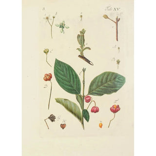 Carl Christoph Oelhafen von Schllenbach - Abbildung der wilden Bume Stauden und Buschgewchse Pl126.webp