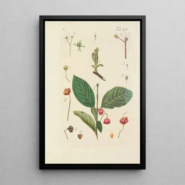 Illustration of wild trees, perennial plants, and shrubs Pl126 - Carl Christoph Oelhafen von Schöllenbach — framed artwork on a wall