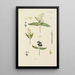 Illustration of wild trees, perennial plants, and shrubs Pl128 - Carl Christoph Oelhafen von Schöllenbach — framed artwork on a wall