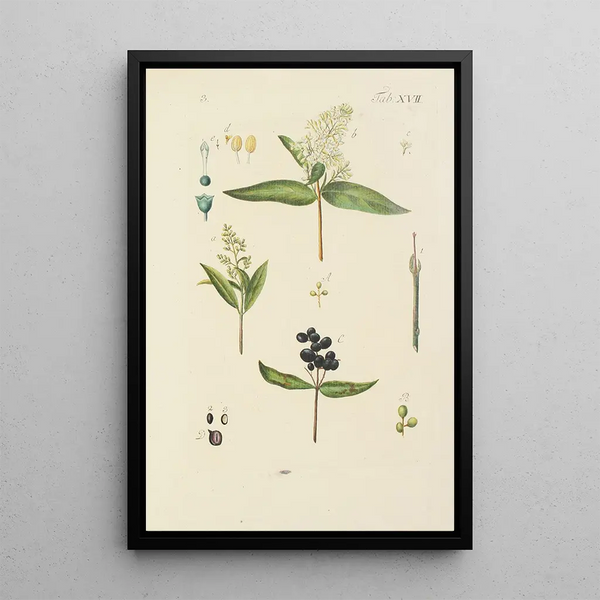 Illustration of wild trees, perennial plants, and shrubs Pl128 - Carl Christoph Oelhafen von Schöllenbach — framed artwork on a wall
