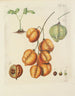 Illustration of trees, shrubs, and wild bushes Pl131 - Carl Christoph Oelhafen von Schöllenbach — artwork view