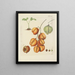 Illustration of trees, shrubs, and wild bushes Pl131 - Carl Christoph Oelhafen von Schöllenbach — framed artwork on a wall