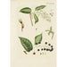 Illustration of wild trees, perennial plants, and shrubs Pl138 - Carl Christoph Oelhafen von Schöllenbach — artwork view