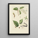 Illustration of wild trees, perennial plants, and shrubs Pl138 - Carl Christoph Oelhafen von Schöllenbach — framed artwork on a wall