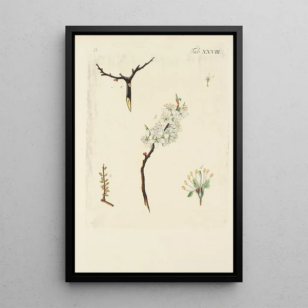 Illustration of wild trees, perennial plants, and shrubs Pl139 - Carl Christoph Oelhafen von Schöllenbach — framed artwork on a wall