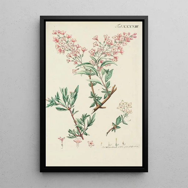 Illustration of wild trees, shrubs, and bushes Pl150 - Carl Christoph Oelhafen von Schöllenbach — framed artwork on a wall