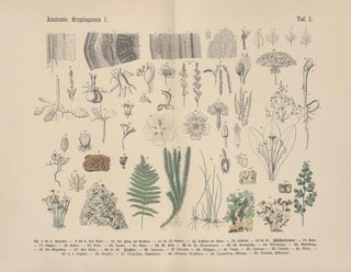 Carl Hoffmann - Lehrbuch der praktischen Pflanzenkunde in Wort und Bild Pl01.webp