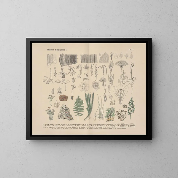 Manuel de botanique pratique en mots et en images Pl01 - Carl Hoffmann — cuadro enmarcado en la pared