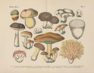 Carl Hoffmann - Lehrbuch der praktischen Pflanzenkunde in Wort und Bild Pl07.webp