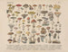 Manual práctico de botánica en palabras y en imágenes Pl09 - Carl Hoffmann — vista de la obra