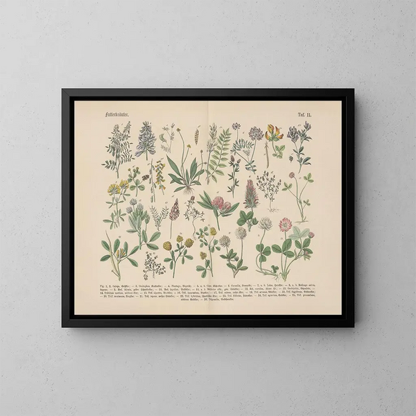 Manuel de botanique pratique en mots et en images Pl11 - Carl Hoffmann — cuadro enmarcado en la pared