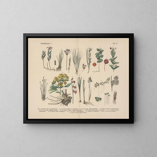 Manuel de botanique pratique en mots et en images Pl17 - Carl Hoffmann — cuadro enmarcado en la pared