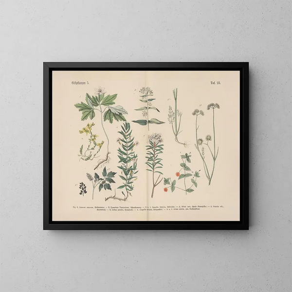 Manuel de botanique pratique en mots et en images Pl23 - Carl Hoffmann — cuadro enmarcado en la pared