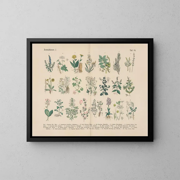 Manuel de botanique pratique en mots et en images Pl26 - Carl Hoffmann — cuadro enmarcado en la pared
