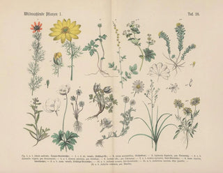 Carl Hoffmann - Lehrbuch der praktischen Pflanzenkunde in Wort und Bild Pl28.webp