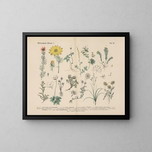 Manuel de botanique pratique en mots et en images Pl28 - Carl Hoffmann — cuadro enmarcado en la pared