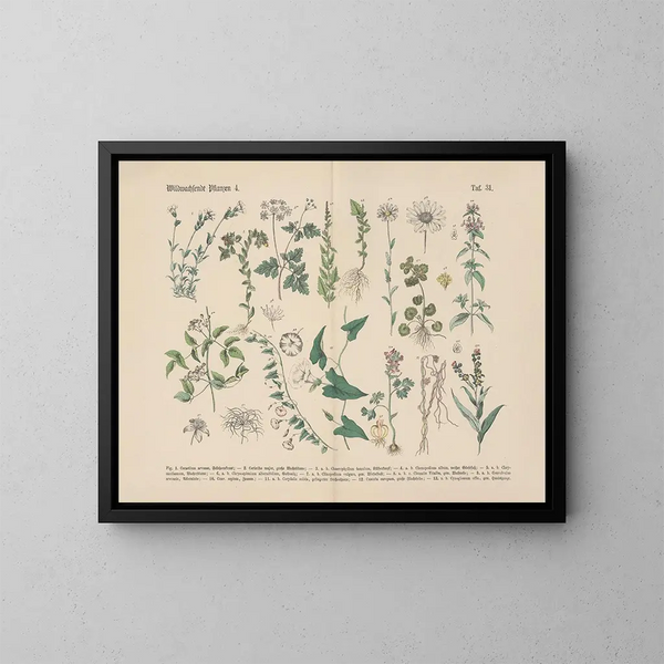 Manuel de botanique pratique en mots et en images Pl31 - Carl Hoffmann — cuadro enmarcado en la pared