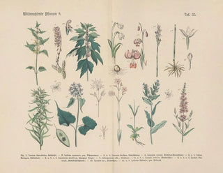 Carl Hoffmann - Lehrbuch der praktischen Pflanzenkunde in Wort und Bild Pl35.webp