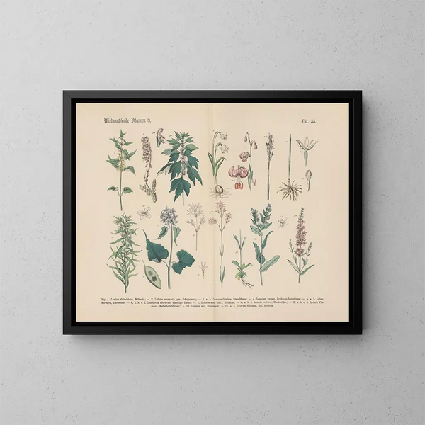 Manual práctico de botánica en palabras y en imágenes Pl35 - Carl Hoffmann — cuadro enmarcado en la pared
