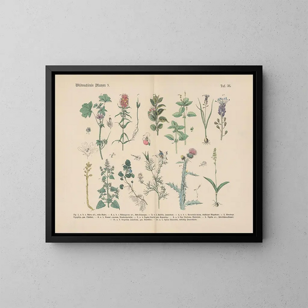 Manual de botánica práctica en palabras y en imágenes Pl36 - Carl Hoffmann — cuadro enmarcado en la pared