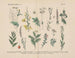 Manuel de botanique pratique en mots et en images Pl41 - Carl Hoffmann — vista de la obra