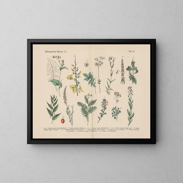 Manuel de botanique pratique en mots et en images Pl41 - Carl Hoffmann — cuadro enmarcado en la pared