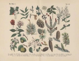 Carl Hoffmann - Lehrbuch der praktischen Pflanzenkunde in Wort und Bild Pl45.webp