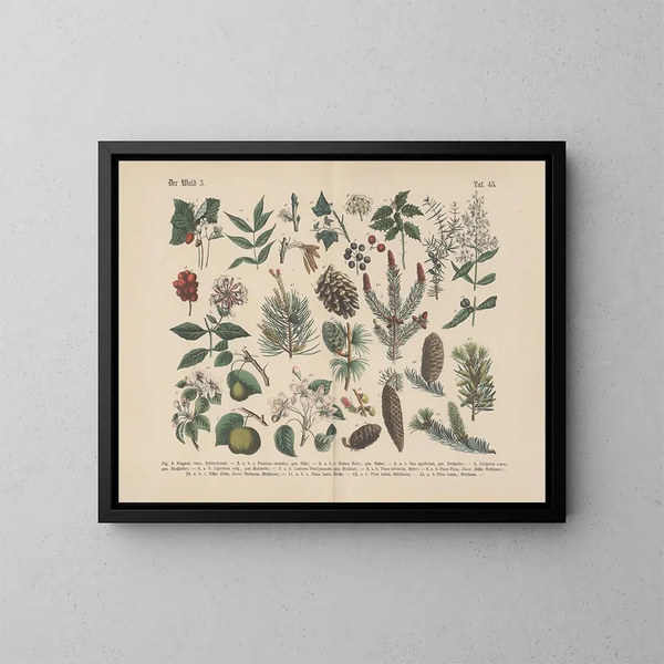 Manuel de botanique pratique en mots et en images Pl45 - Carl Hoffmann — cuadro enmarcado en la pared