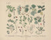 Manuel de botanique pratique en mots y en imágenes Pl48 - Carl Hoffmann — vista de la obra