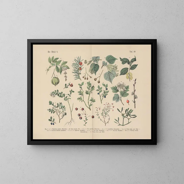 Manuel de botanique pratique en mots y en imágenes Pl48 - Carl Hoffmann — cuadro enmarcado en la pared