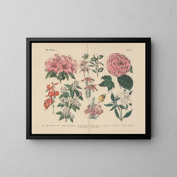 Manuel de botanique pratique en mots et en images Pl52 - Carl Hoffmann — cuadro enmarcado en la pared
