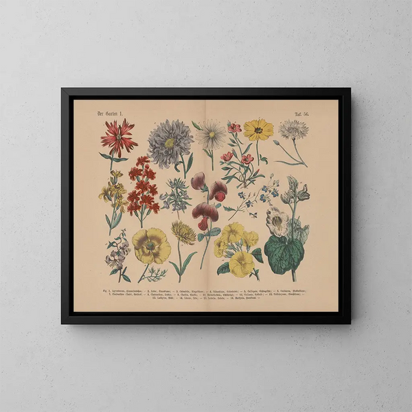 Manuel de botanique pratique en mots et en images Pl56 - Carl Hoffmann — cuadro enmarcado en la pared