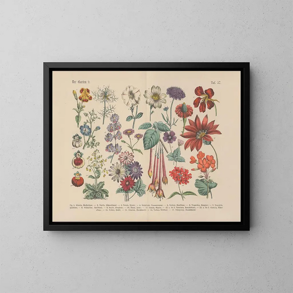 Manuel de botanique pratique en mots et en images Pl57 - Carl Hoffmann — cuadro enmarcado en la pared