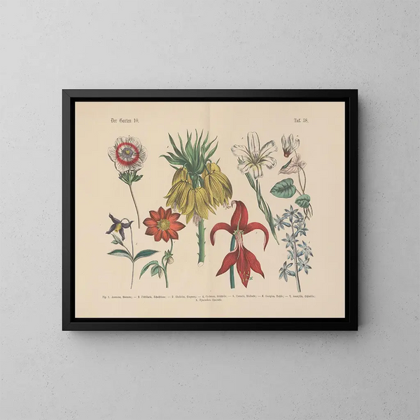 Manuel de botanique pratique en mots et en images Pl58 - Carl Hoffmann — cuadro enmarcado en la pared