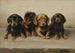 Four Dachshund Puppies - Carl Reichert — artwork view