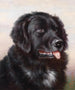 Terre-Neuviens - Carl Reichert — artwork view