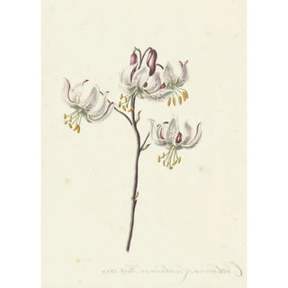 Catharina Lintheimer - Takje met vier witte lelies.webp