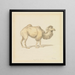 Camello ruso - Samuel Howitt — cuadro enmarcado en la pared