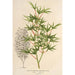 Acer palmatum crispum - Charles Antoine Lemaire — vista de la obra