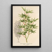 Acer palmatum crispum - Charles Antoine Lemaire — cuadro enmarcado en la pared