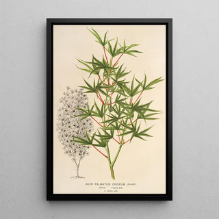 Charles Antoine Lemaire - Acer palmatum crispum.webp