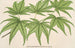 Acer palmatum reticulatum - Charles Antoine Lemaire — vista de la obra