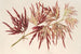 Acer polymorphum palmatum - Charles Antoine Lemaire — artwork view