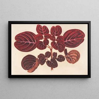 Charles Antoine Lemaire - Achyranthes Verschaffeltii.webp