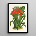 Ada aurantiaca - Charles Antoine Lemaire — cuadro enmarcado en la pared