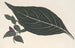 Adelaster albivenis - Charles Antoine Lemaire — vista de la obra